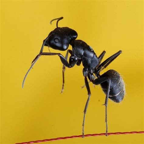 黑螞蟻出現原因